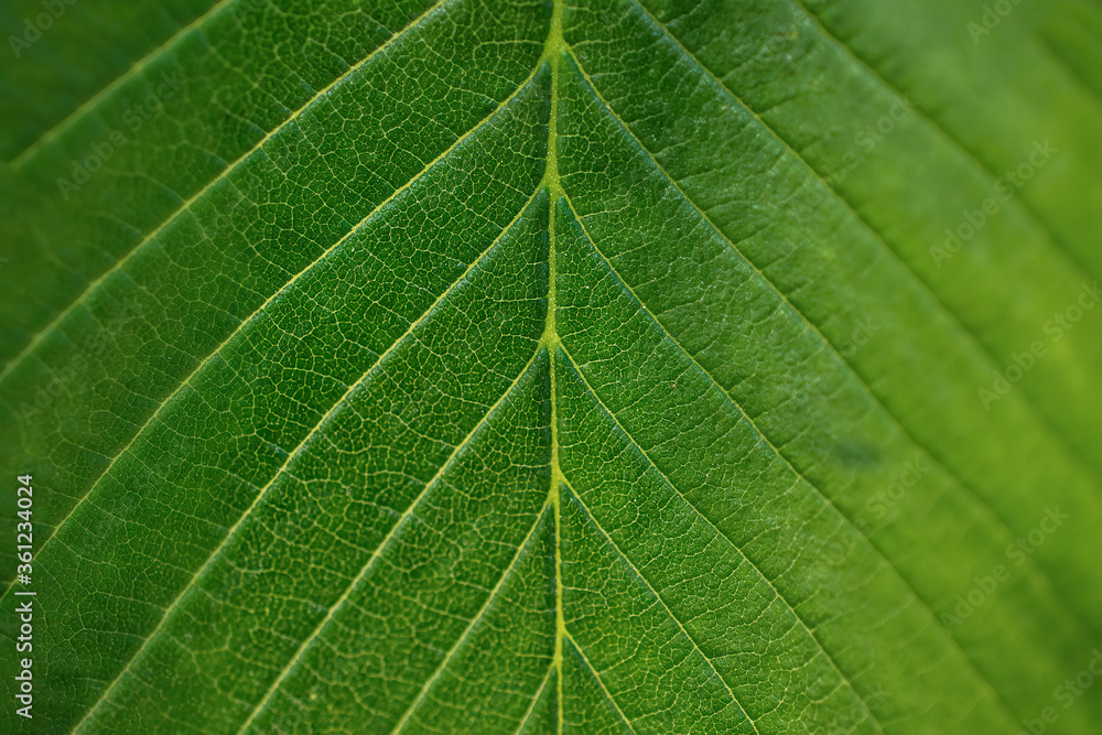 background of summer green leaf texture of a tree. Selective focus on the center background of summer green leaf texture of a tree. Selective focus on the center
