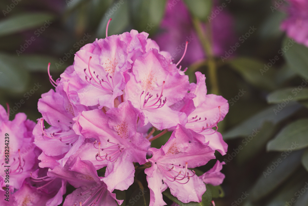 Catawba rosebay flower