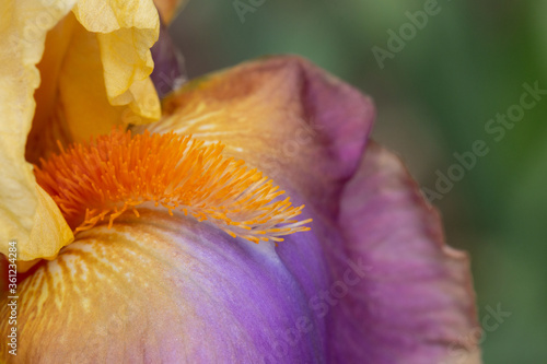 Close up of an iris
