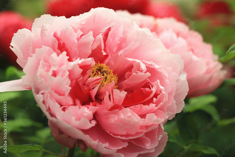 Peony flowers close-up,beautiful pink with red flowers blooming in the garden in spring
