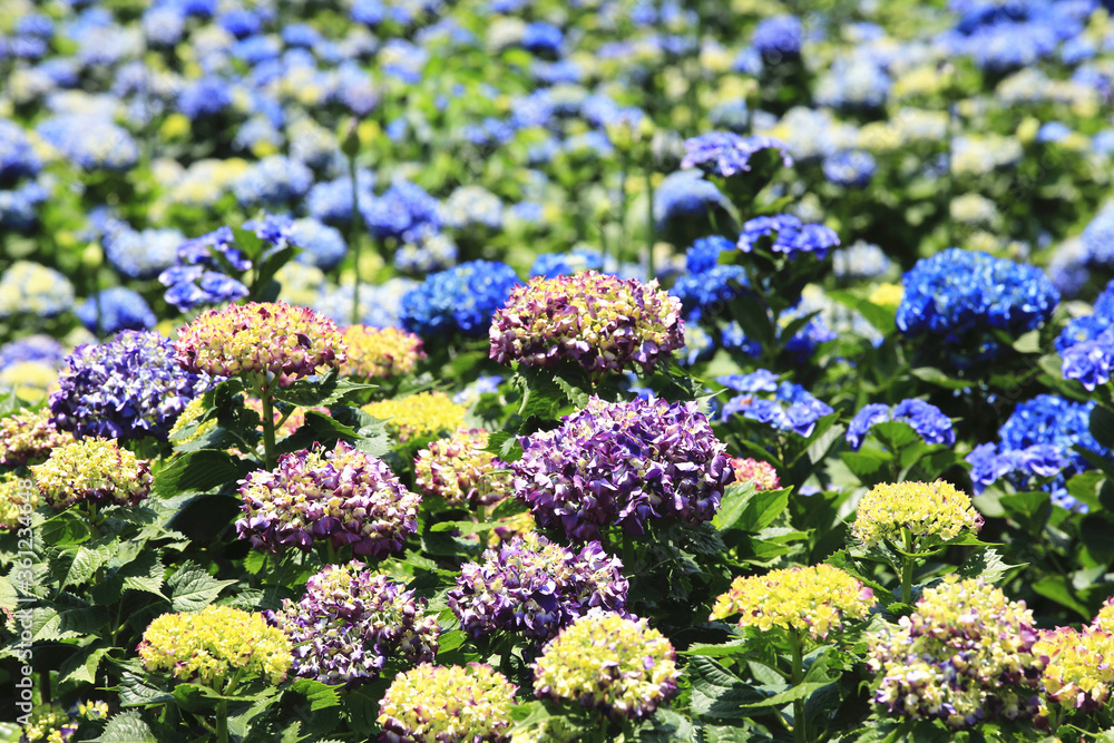 Hydrangea (Laurustinus) flowers field,beautiful view of yellow,blue and purple flowers blooming in the garden in summer.
Hydrangea (Laurustinus) flowers field,beautiful view of yellow,blue and purple flowers blooming in the garden in summer.