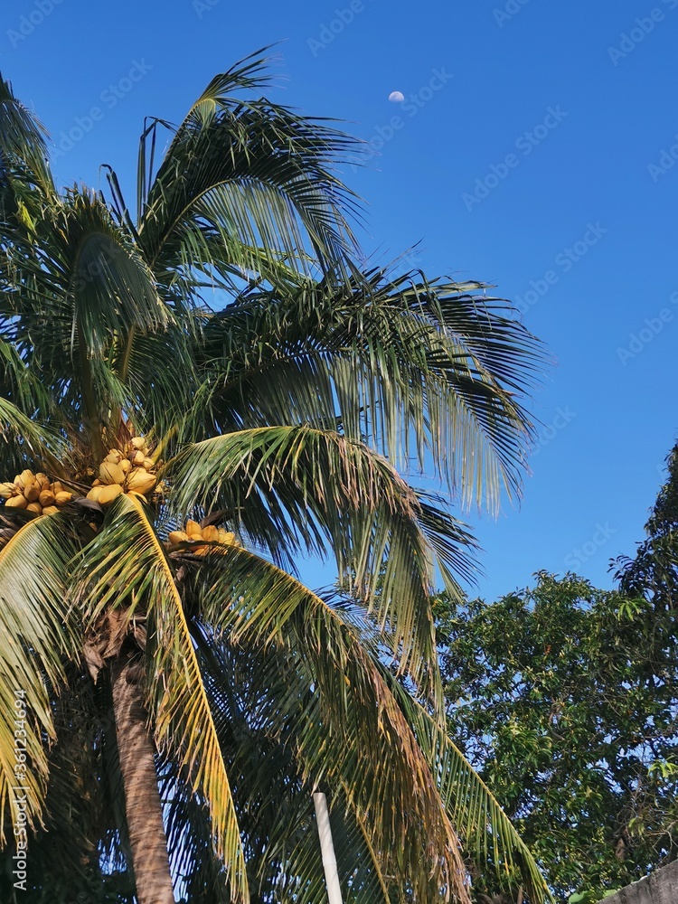 Obraz premium coconut palm tree