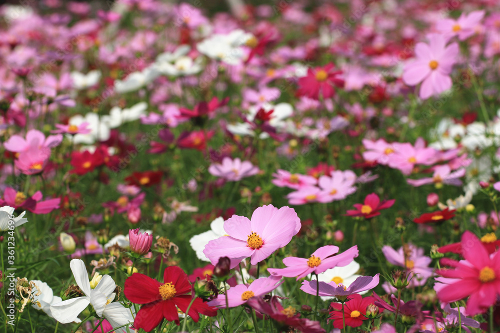 Cosmos flowers field,beautiful view of pink,red and white cosmos flowers blooming in the garden,Cosmos Bipinnata Hort 
