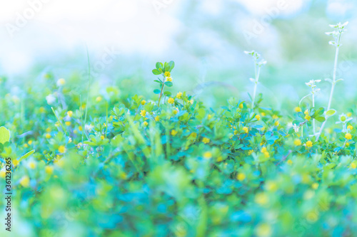 野原に咲く幸せの黄色いお花 © SHIMA