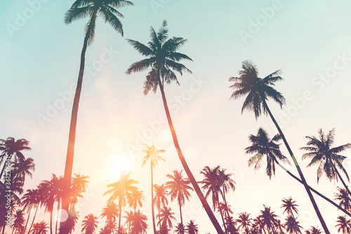 Tropical palm coconut trees on sunset sky flare and bokeh nature. © ant