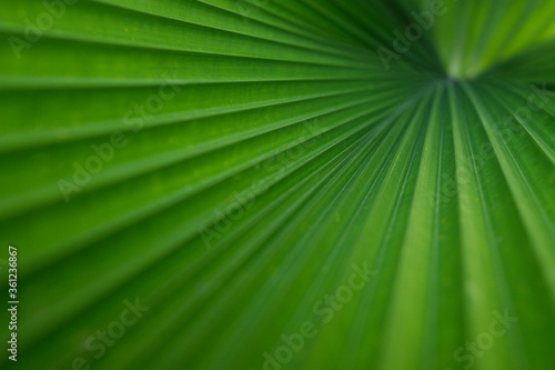 Beautiful green foliage texture with leaves pattern used as a background image. The concept of abstract plants and selected focus.