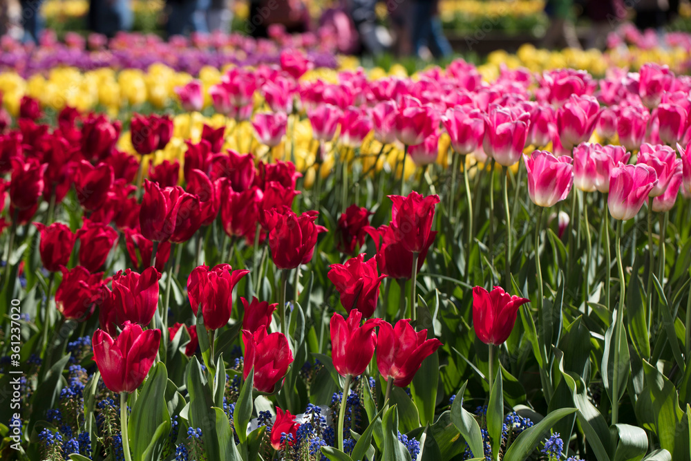 Blooming colorful tulips in flower-garden under sunshine. Tulips - symbol of Holland.