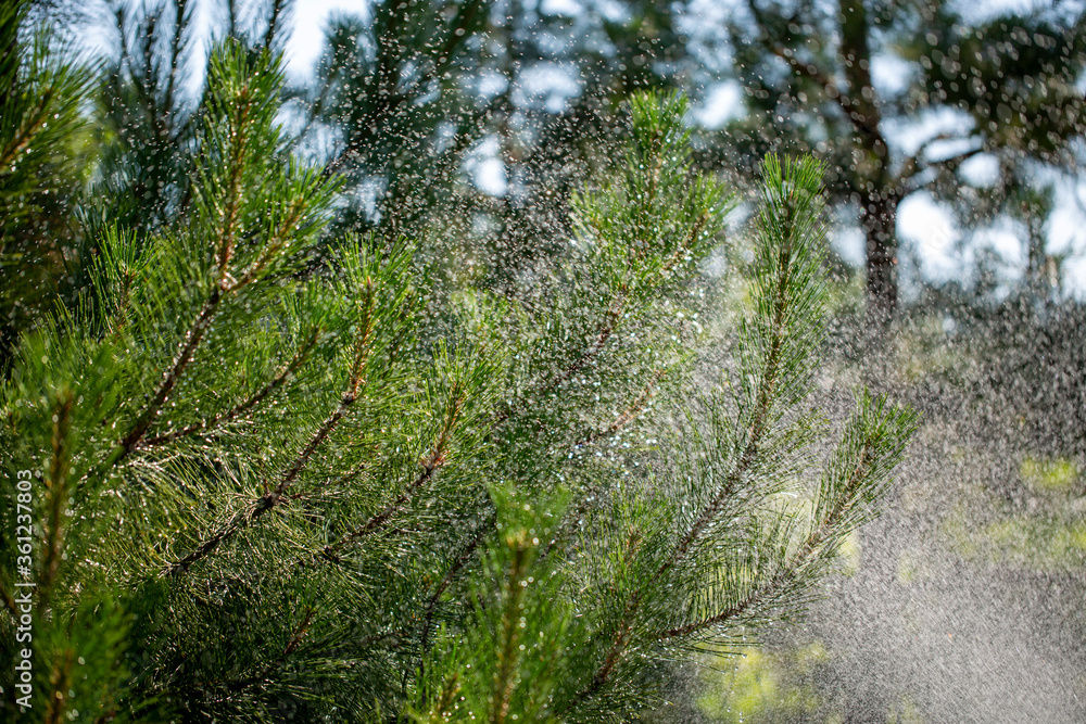 Needles of pine branches on the background of splashing water Needles of pine branches on the background of splashing water