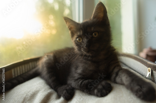 little gray kitten on the window