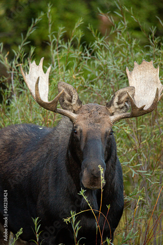 Moose in Jackson Hole © Anastasia