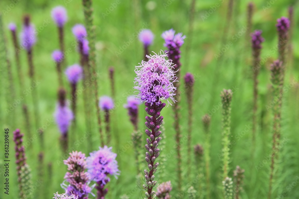 Blazing star (Liatris spicata) is an Asteraceae perennial plant, and spikes bloom in early summer. Blazing star (Liatris spicata) is an Asteraceae perennial plant, and spikes bloom in early summer.