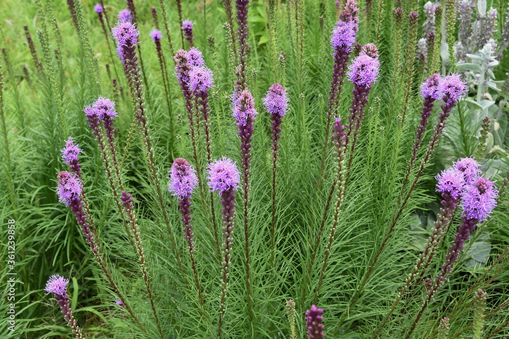 Blazing star (Liatris spicata) is an Asteraceae perennial plant, and spikes bloom in early summer. Blazing star (Liatris spicata) is an Asteraceae perennial plant, and spikes bloom in early summer.