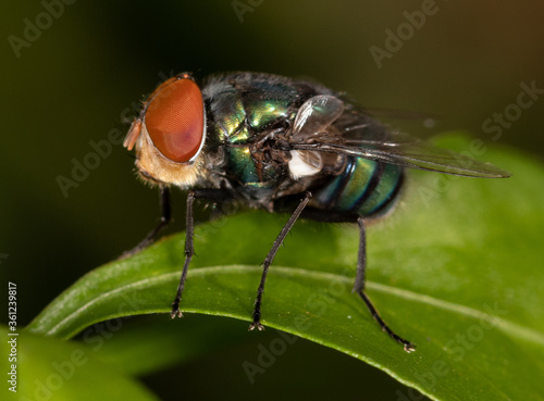 Yellow headed fly sitting on fence © Allan