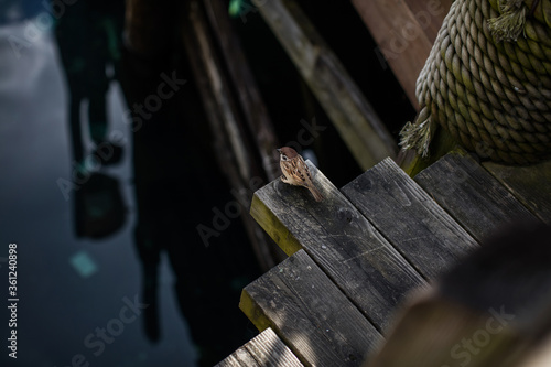 Photography bird on a wooden fence