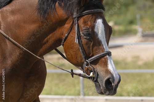 Beautiful brown horse with a long white mark on it's face