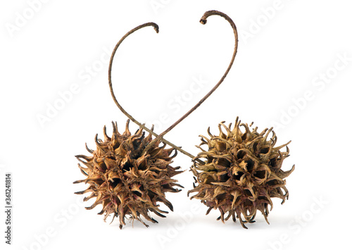 The fruit of the Liquidambar tree containing numerous seeds  isolated on white background.