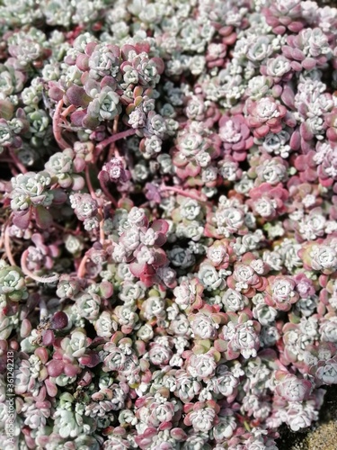 Fototapeta Naklejka Na Ścianę i Meble -  Sedum Cape Blanco with grey and pink leaves