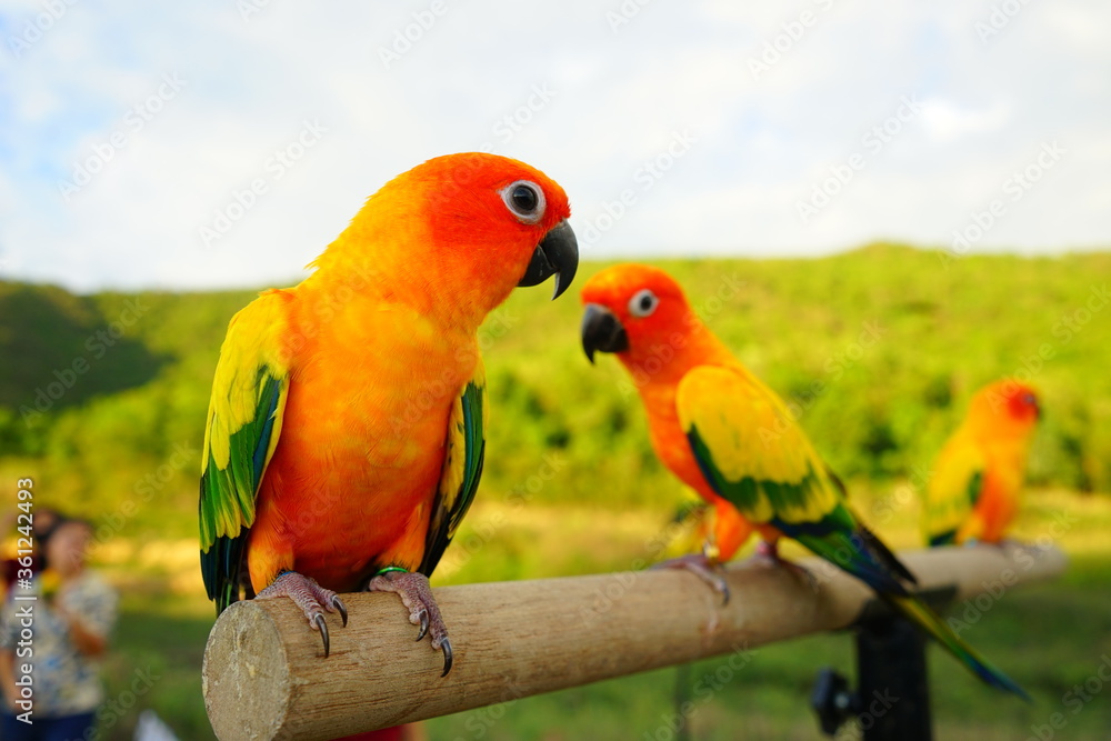 Sun conure beautiful parrot couple (Aratinga solstitialis) exotic pet adorable, native to amazon standing at a wooden perch on blur background.