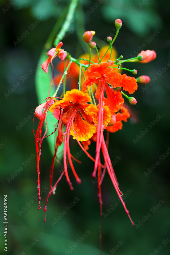 flower of a flower flower of a flower