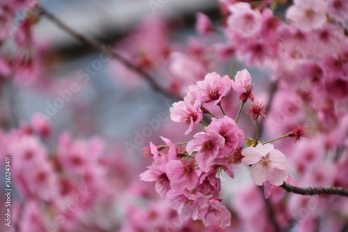 Cherry blossom in Osaka  Japan