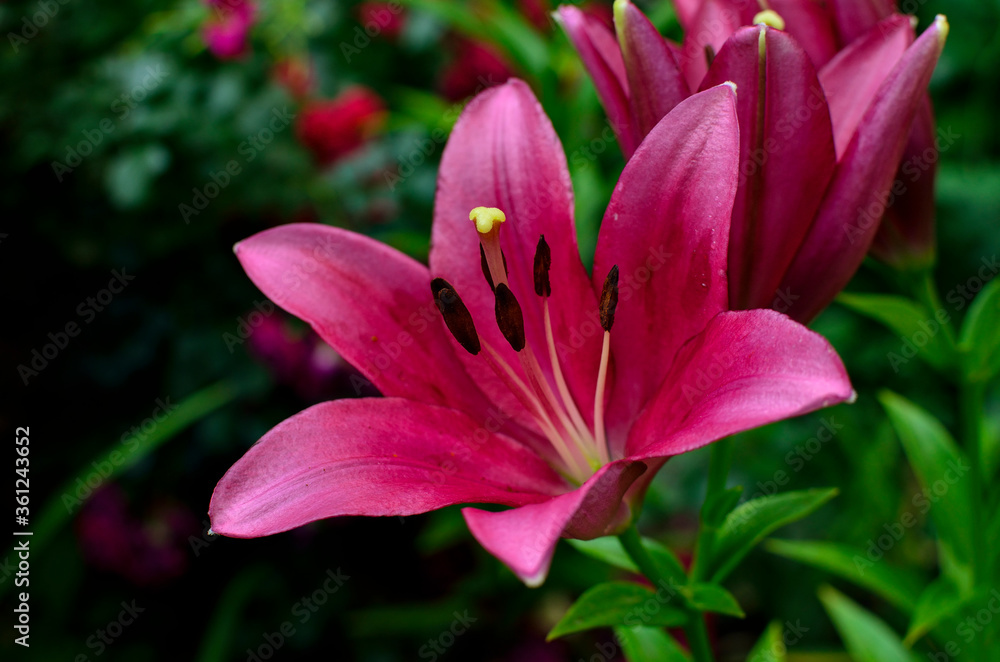 purple-pink lily blossoming in the garden