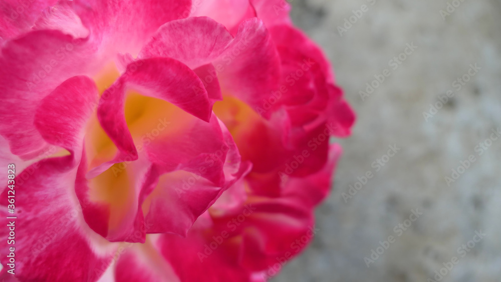 Fototapeta premium close up of red and yellow rose background texture or wallpaper