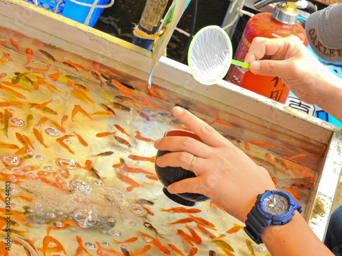 夏祭りといえばやってみたくなる金魚すくい photo