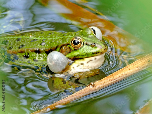 common water frog in a pond blowing up its cheeks photo