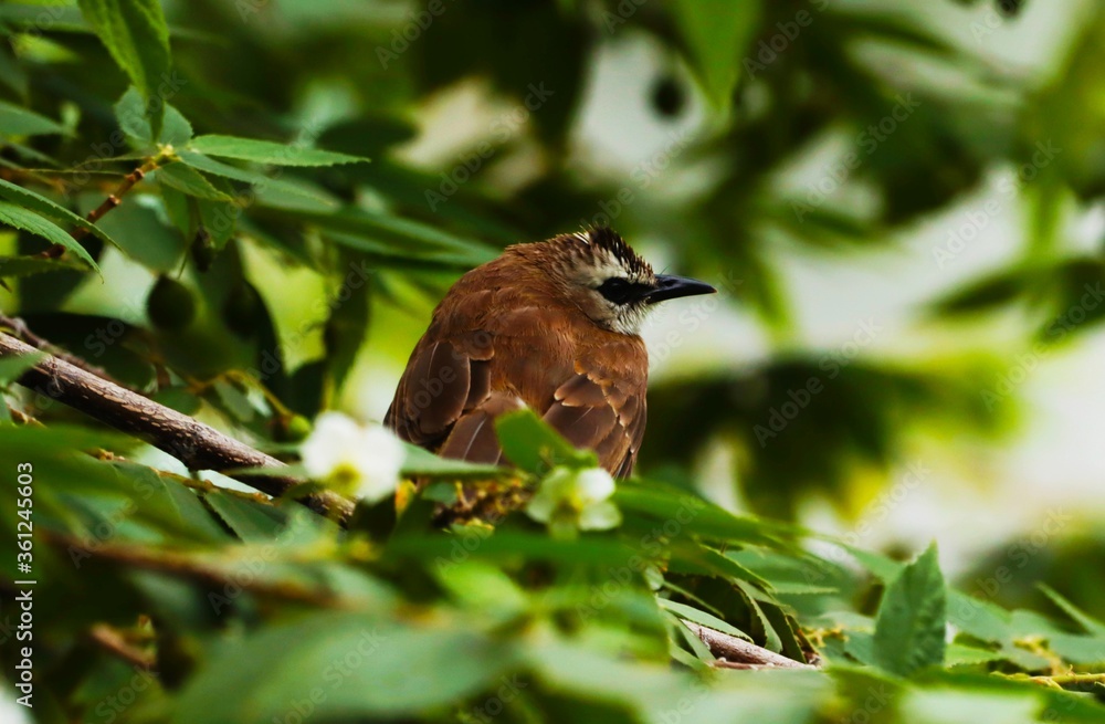 Fototapeta premium red winged blackbird, kattu pakshi,iratta thadayan,bull bull