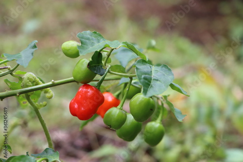 Round chilli plant with fruits, Dalle chilli in Sikkim, India