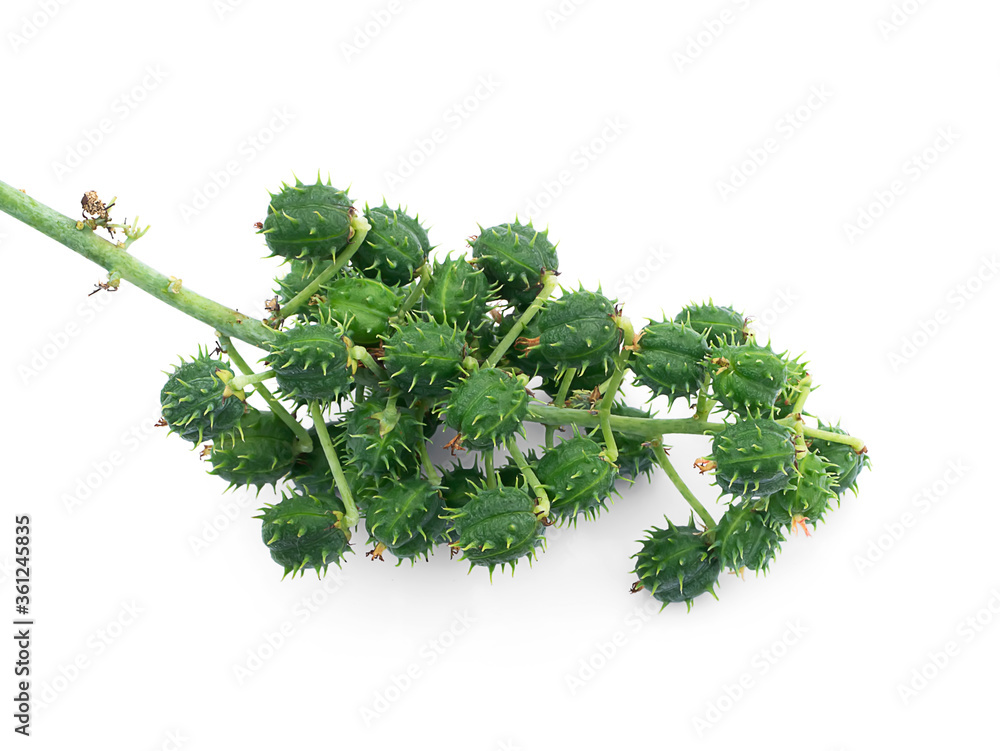 Fototapeta premium Close up of Castor or Ricinus communis seeds on white background.