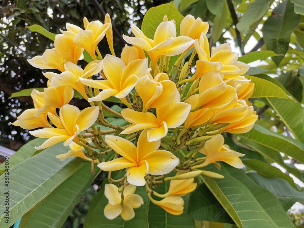 Obraz premium A yellow white frangipani flower or bunga kamboja with a background of branches and green leaves