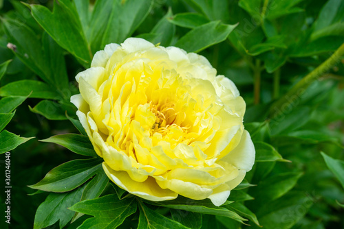 Fototapeta Naklejka Na Ścianę i Meble -  Blooming yellow peony 'Garden treasure' in the garden. Selective focus.