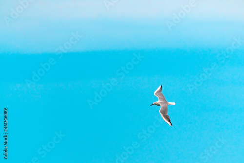 Large seagull bird in flight © Vastram