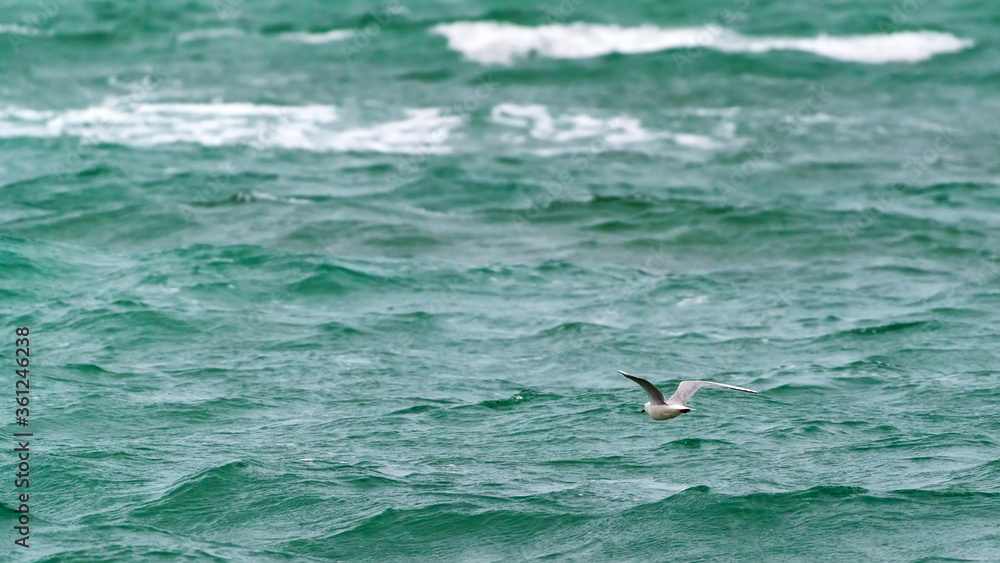 Fototapeta premium Large seagull bird in flight