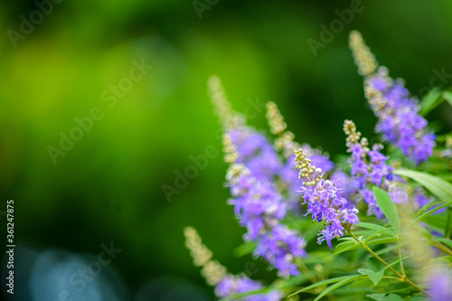ちょっと珍しい「セイヨウニンジンボク」の花が咲きました