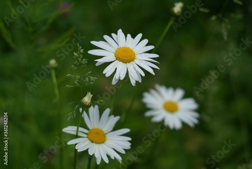 Delicate flowers illuminated by soft morning light.