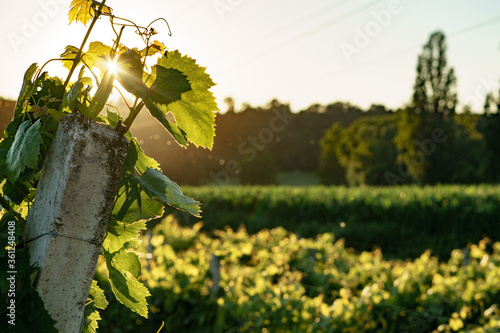 Sunset in Vineyard photo