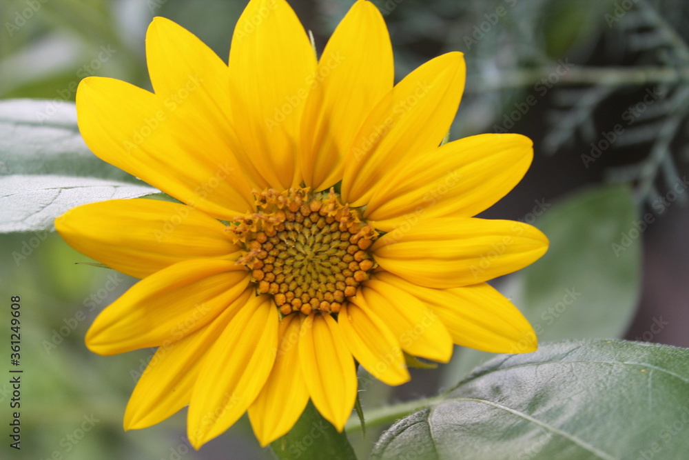 sunflower in the garden sunflower in the garden
