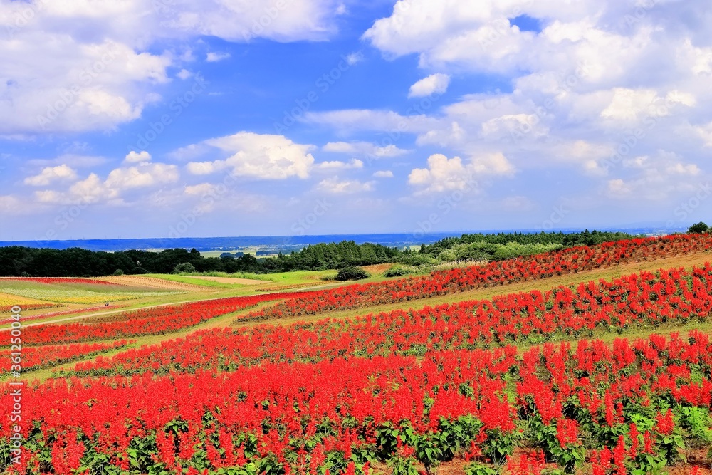 大空と鮮やかな花畑