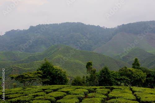 Tea Fields