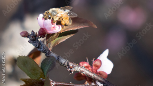 Bee feeding on cherry blossom