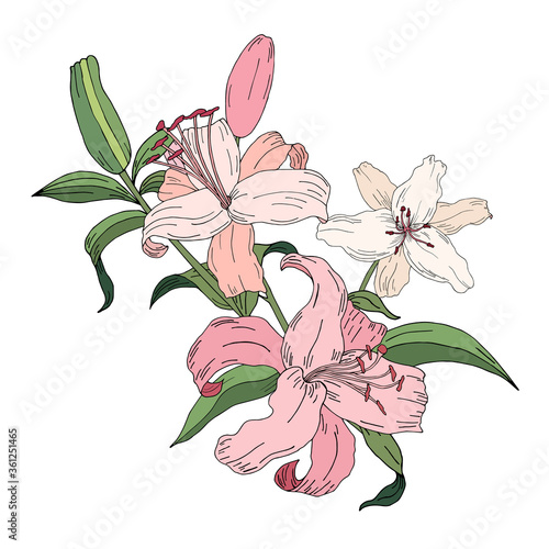 Lily. Vector illustration. Flowers set.