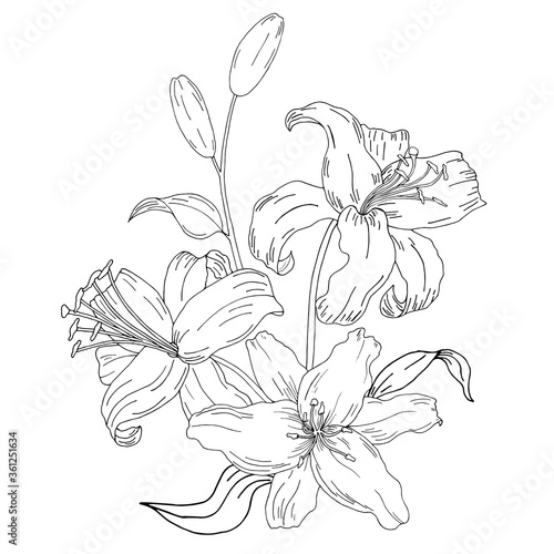 Doodle flower. Painted lilies. Heart. Vector illustration.