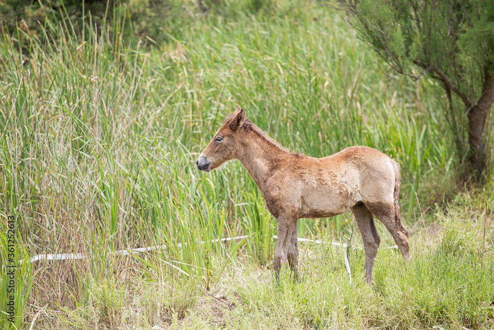 Young baby foal horse plating on a green forest landscape Young baby foal horse plating on a green forest landscape