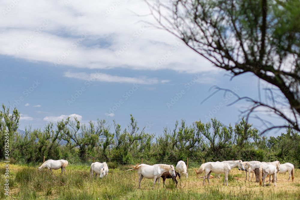 Wild white horses herd on a green landscape