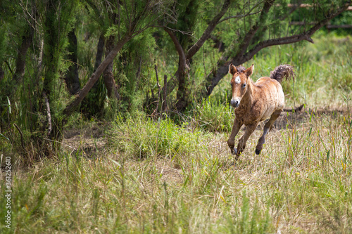 Young baby foal horse plating on a green forest landscape