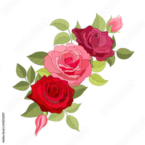 Flowers set. The rose elegant card. Vector illustration.