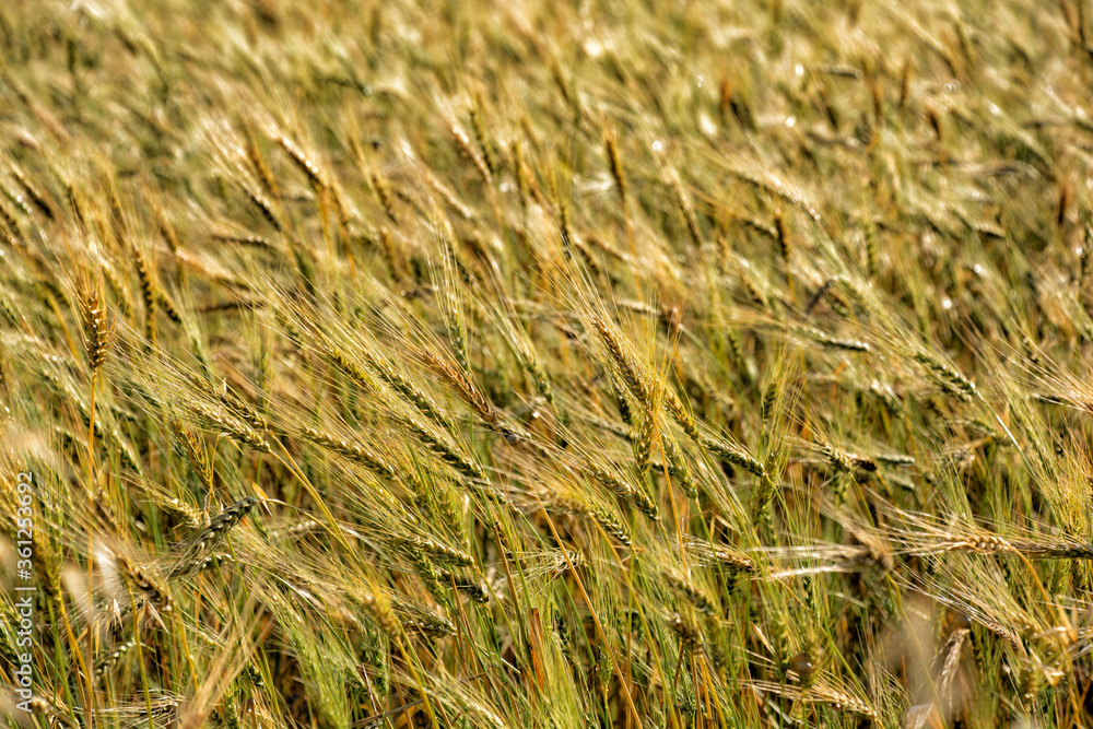 Fototapeta premium wheat field in summer