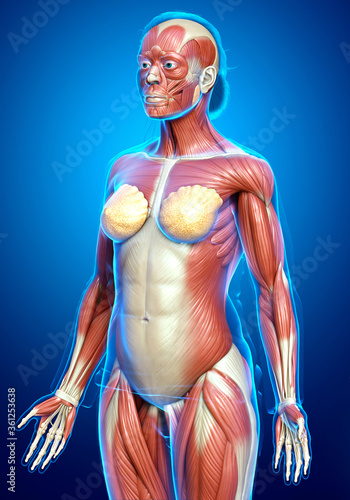 3d rendered medically accurate illustration of a female muscle system